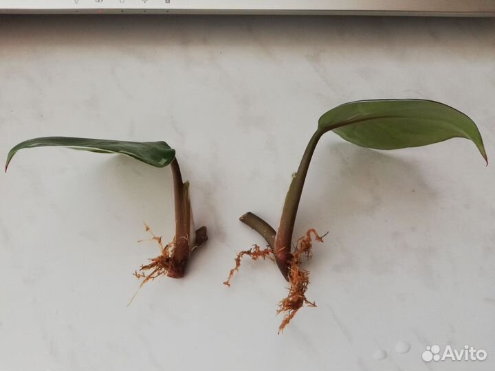 Фил белый рыцарь