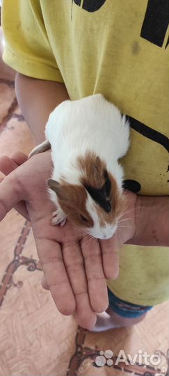 Морские свинки