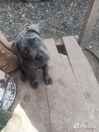 Собаки щенки коне корсо