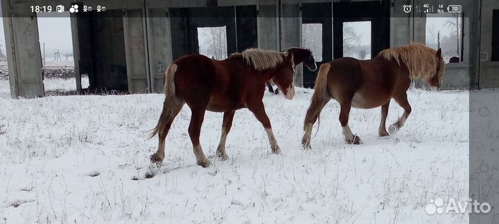 Жеребчик советский тяж