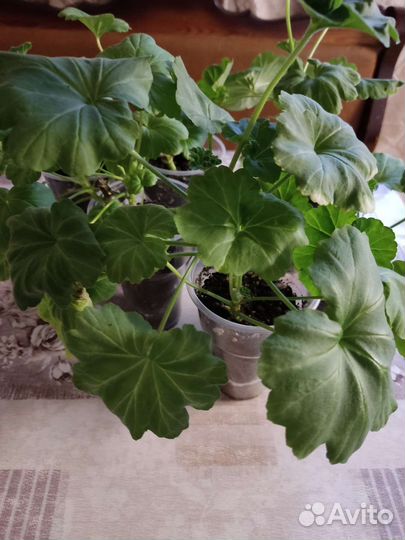 Пеларгония герань