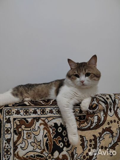 Коты в добрые руки