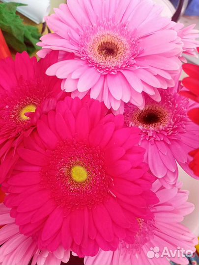 Свежие цветы