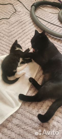 Котята от Шотландки