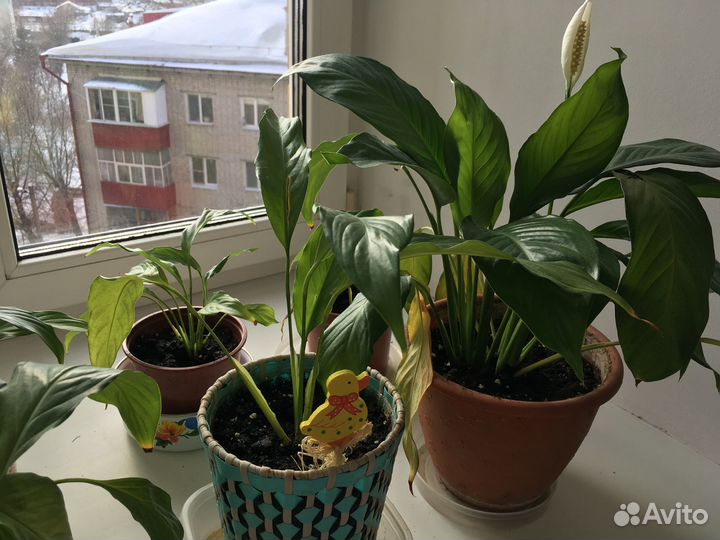 Спатифиллум