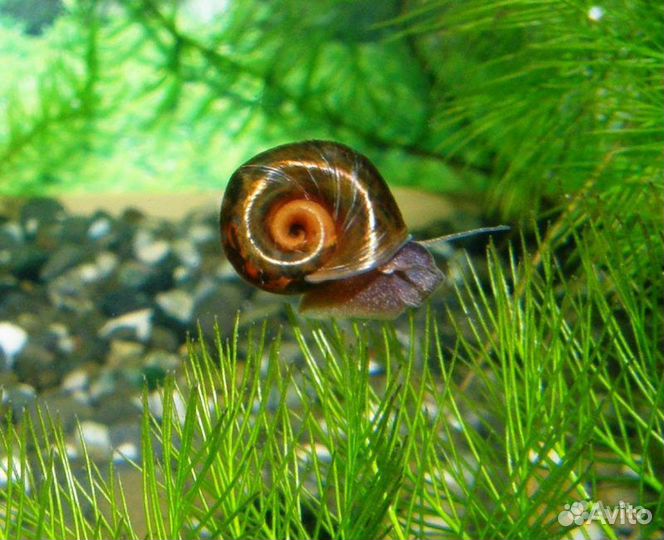 Улитки аквариумные катушки