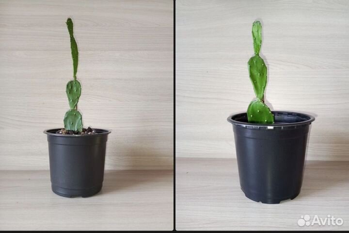 Кактусы и суккуленты