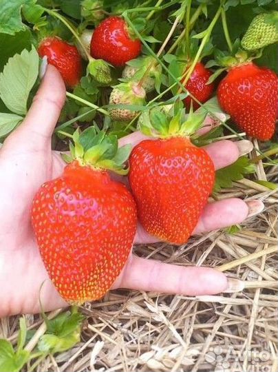 Клубника Виктория ягода