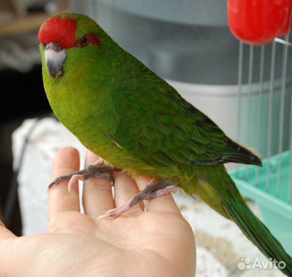 Малышня Какарики