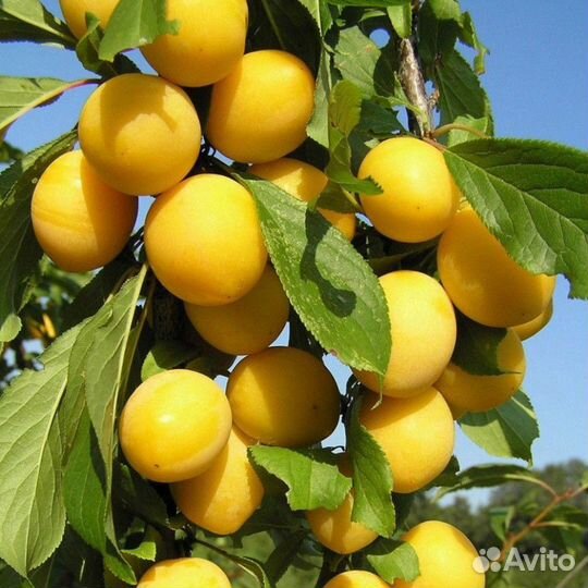 Саженцы из нии садоводства им. И.В.Мичурина(г.Мичу