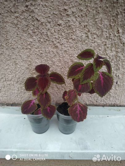 Цветок крапивка колеус