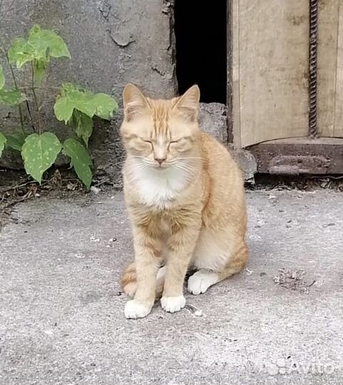 Котенок мальчик ищет дом или передержку