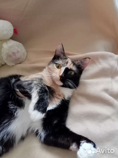 Кошечка 1,5 года