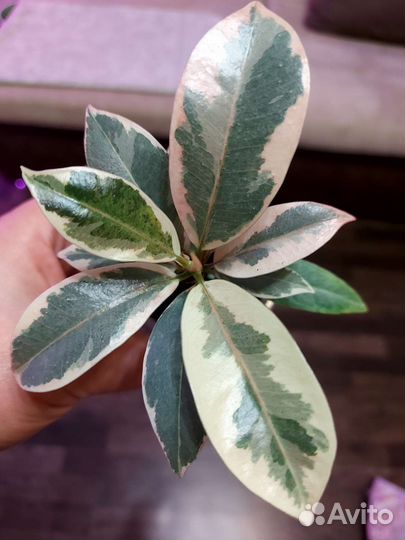 Коллекционные фикусы мелани,коканат,кёрли