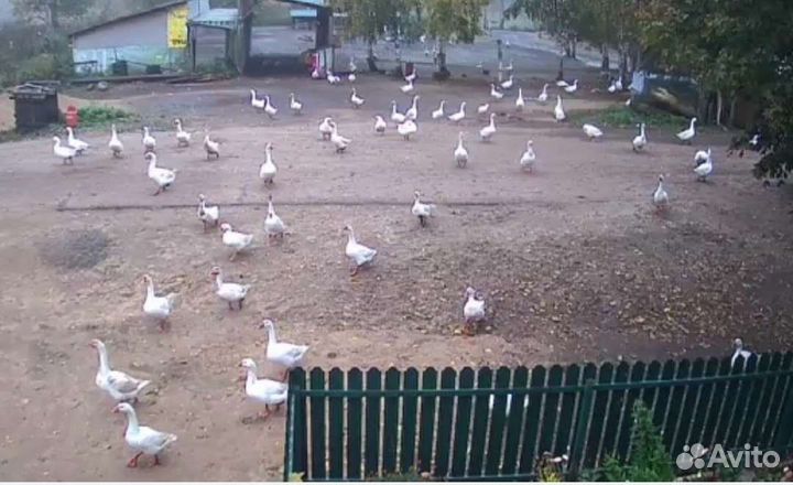 Гусята оптом /в розницу