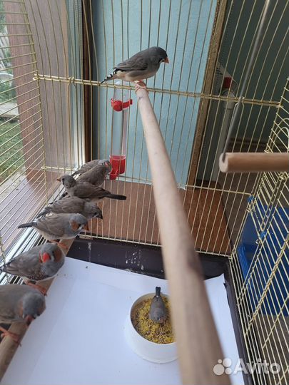 Зебровые амадины