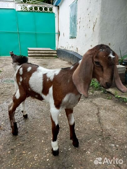 Англо нубийские козы и козлята