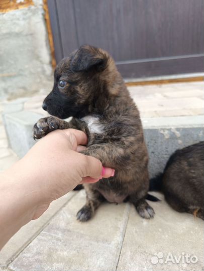 Собака в добрые руки отдам бесплатно