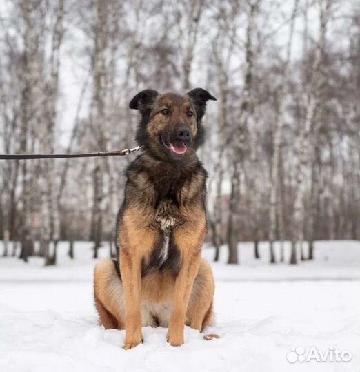 Зира метис малинуа ищет дом