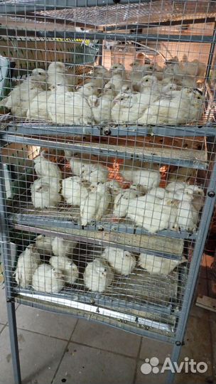 Яйцо перепелиное инкубационное