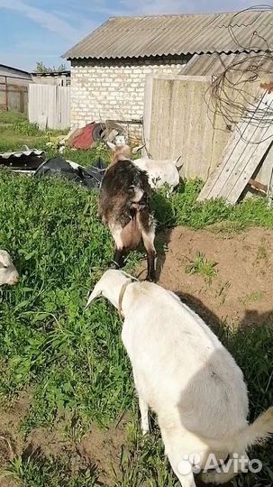 Коза дойная молочная
