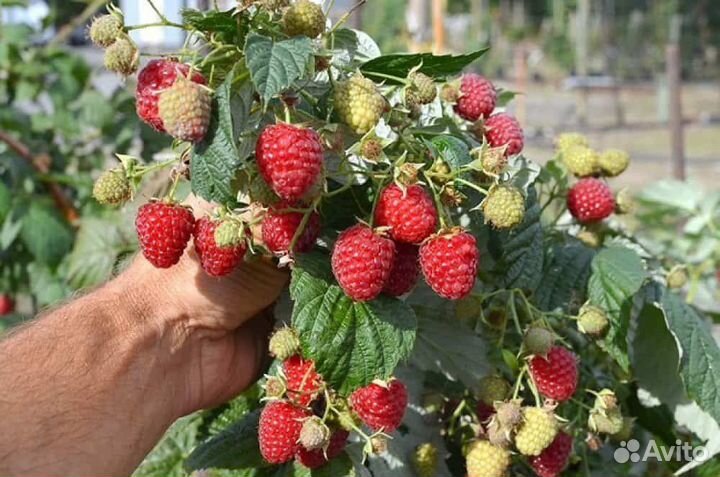 Саженцы малины