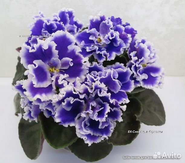 Детки сортовых фиалок