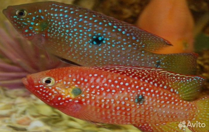 Хромис красавец