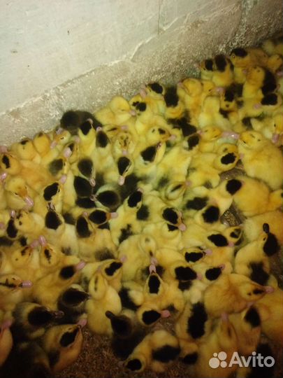 Утята, гусята, куры, бройлер