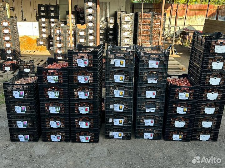 Луковицы тюльпанов оптом. Свободная продажа