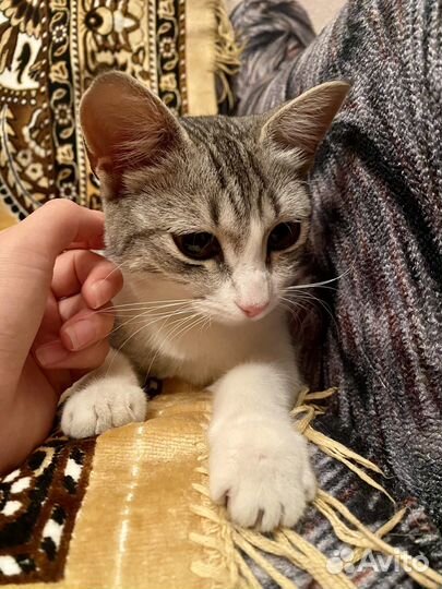 Кошка, котята