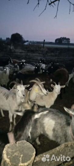 Овцы бараны ягнята