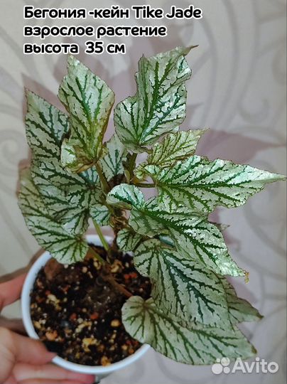 Бегонии сортовые