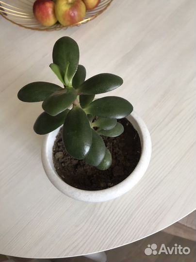 Сансевиерия и толстянка