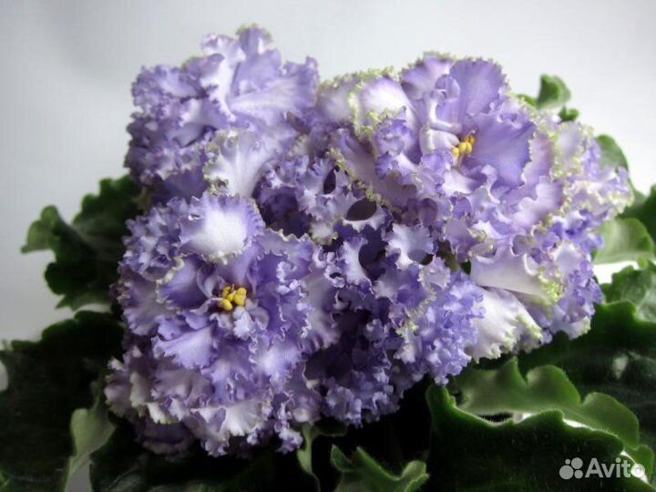 Фиалки сортовые детки