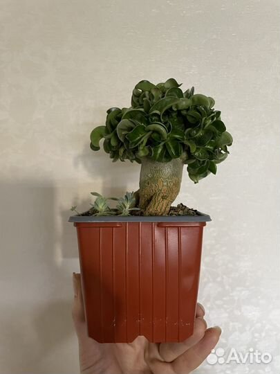 Адениум Барашек