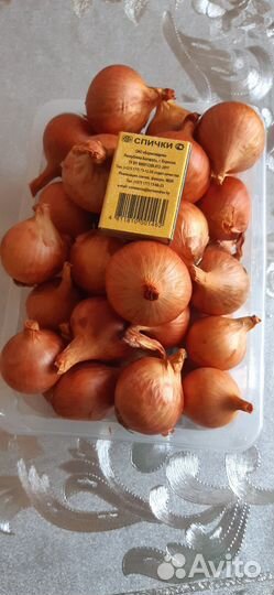 Рассада помидор и перцев