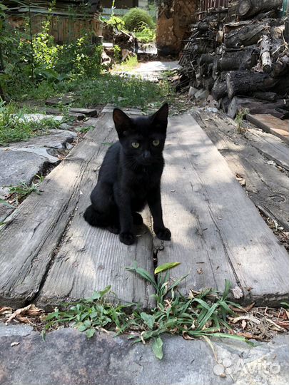 Котятята в добрые руки