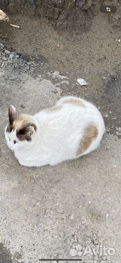 Кошка голубые глаза