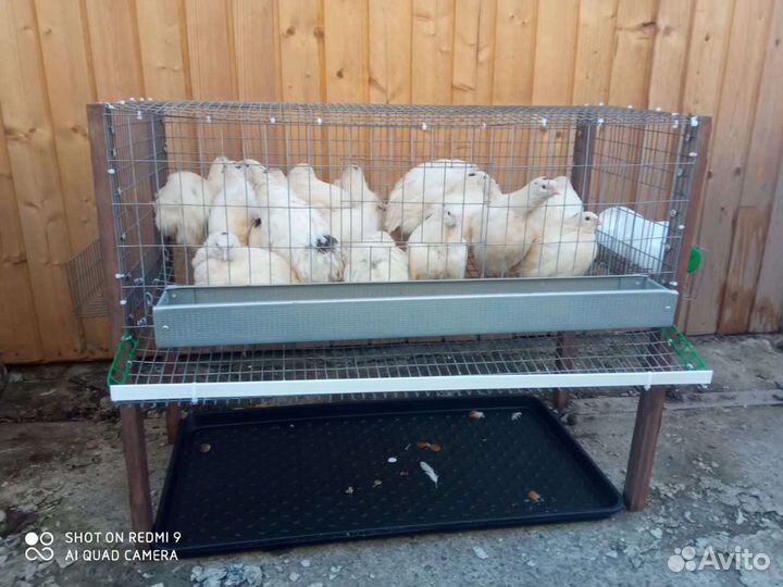 Клетки для перепелов