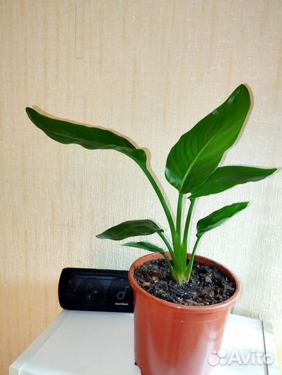 Стрелиция Регина