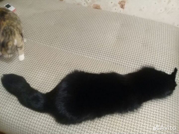 Шкурка чернобурка