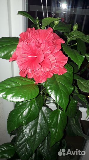 Гибискус китайская роза