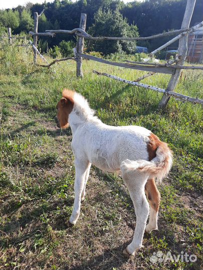 Пони.продажа обмен