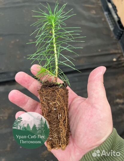 Зкс и окс Сосна Ель Лиственница сеянцы Голуб горн