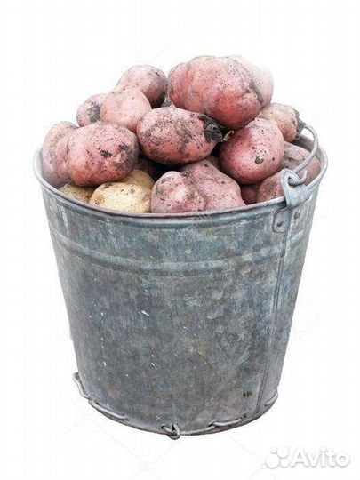Продам картошку
