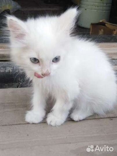 Котята в дар