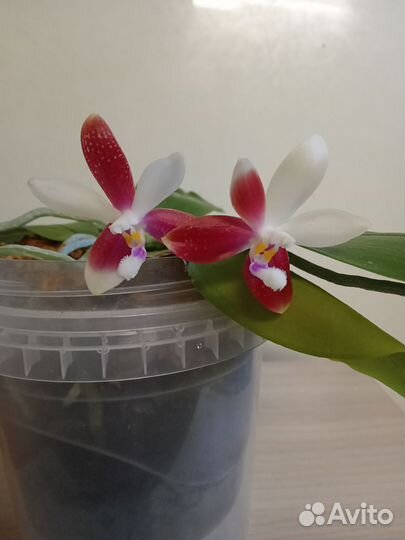 Фаленопсис ароматный Phal.speciosa 