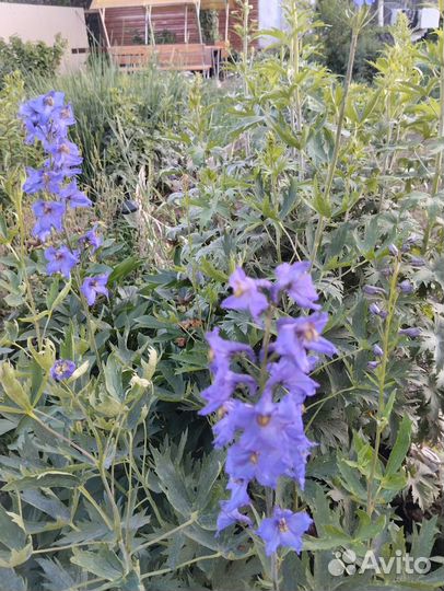 Дельфиниум саженцы