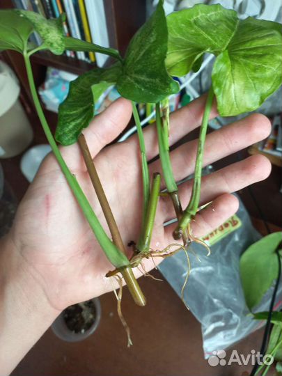 Сингониум конфетти триколор